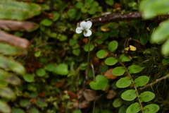 Viola filicaulis