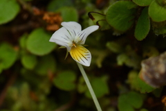 Viola filicaulis