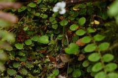 Viola filicaulis