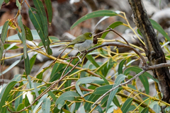 Zosterops lateralis chloronotus