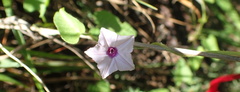 Ipomoea sinensis