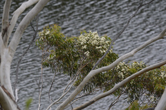 Eucalyptus piperita