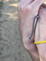 Leptotyphlops nigricans