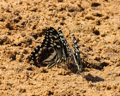 Papilio demodocus
