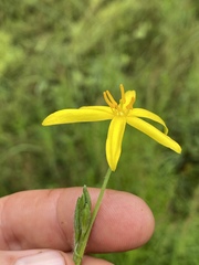 Hypoxis arillacea