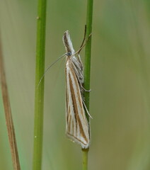 Hednota grammellus