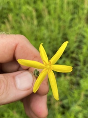 Hypoxis arillacea