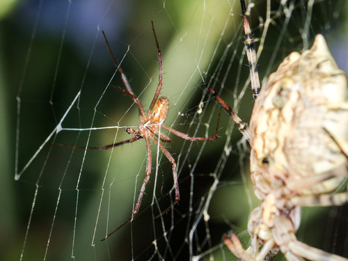 Wasp spider