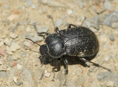 Lepispilus rotundicollis