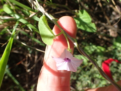 Ipomoea sinensis