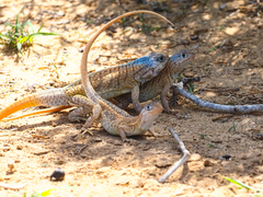 Chalarodon madagascariensis