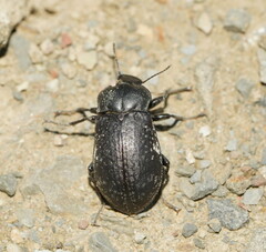 Lepispilus rotundicollis