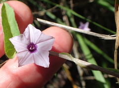 Ipomoea sinensis