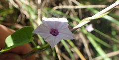 Ipomoea sinensis