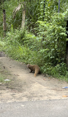 Urva