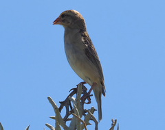 Ploceus sakalava
