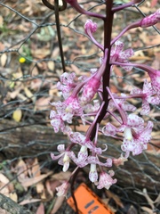 Dipodium pardalinum