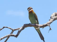 Merops superciliosus