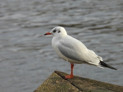 Chroicocephalus ridibundus