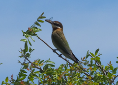 Merops superciliosus