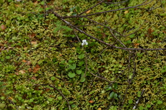 Viola filicaulis