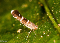 Cosmopterix pulchrimella