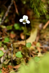 Viola filicaulis