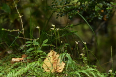 Adenochilus gracilis