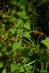 Urtica sykesii