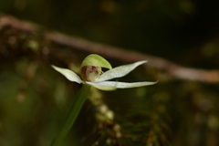 Adenochilus gracilis
