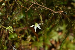 Adenochilus gracilis