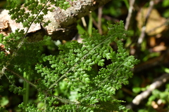 Hypolepis millefolium