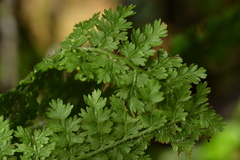 Hypolepis millefolium