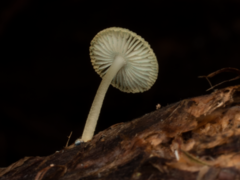 Mycena interrupta