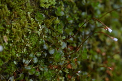 Epilobium pedunculare