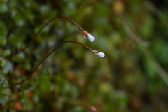 Epilobium pedunculare