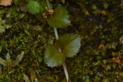 Epilobium pedunculare