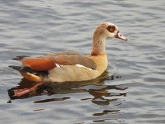 Alopochen aegyptiaca