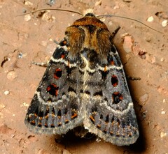 Proteuxoa sanguinipuncta