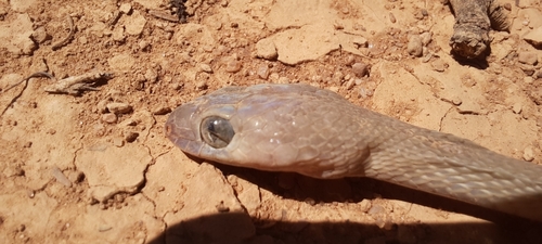 Egyptian catsnake