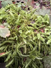 Kindbergia oregana