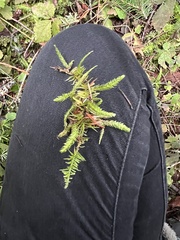 Kindbergia oregana