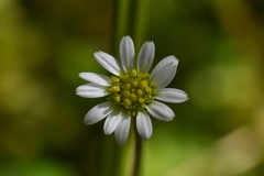 Brachyscome radicata