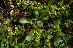 Brachyscome radicata