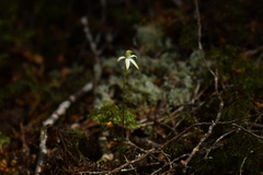 Adenochilus gracilis