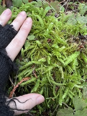 Kindbergia oregana