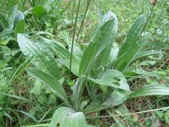 Plantago urvillei
