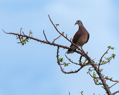 Nesoenas picturatus