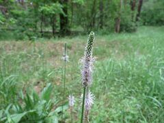 Plantago urvillei