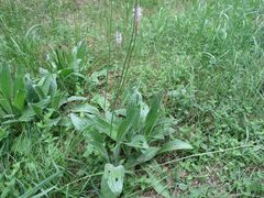 Plantago urvillei